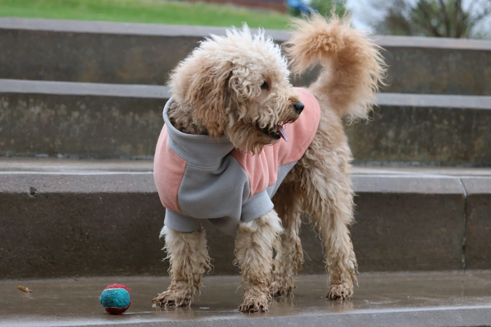 Highline Fleece Dog Wrap Coat